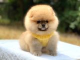 Pomeranian Boo Teddy Face Erkek Yavrularımız