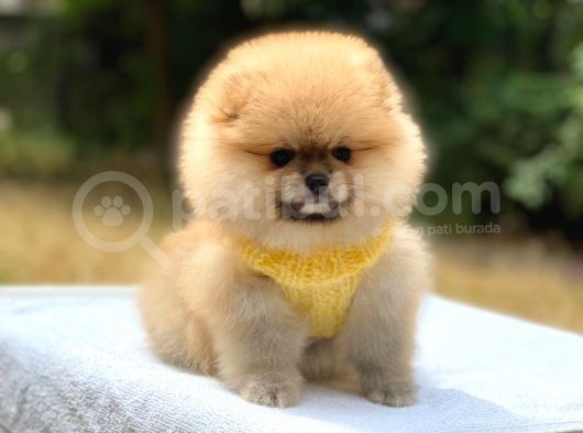 Pomeranian Boo Teddy Face Erkek Yavrularımız görsel