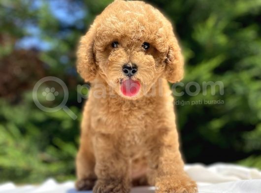 Bebek Suratli Poodle Yavrumuz