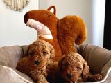 Anna Altından Safkan Redbrown Toypoodle