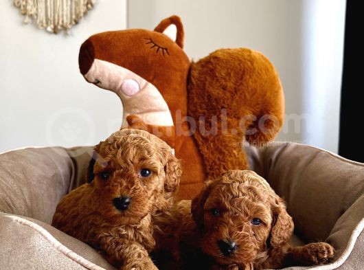 Anna Altından Safkan Redbrown Toypoodle