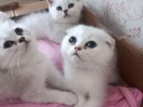 British Shorthair Kediler Ankara