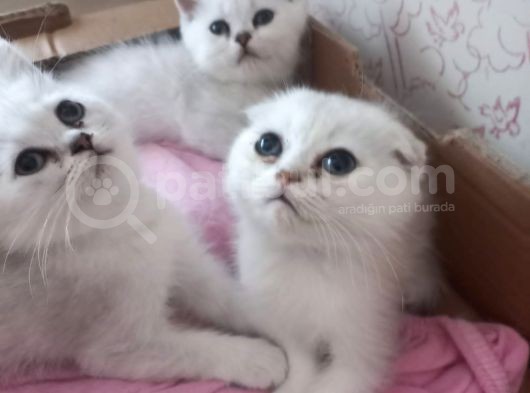 British Shorthair Kediler Ankara
