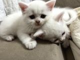 British Shorthair Beyaz Yavru Kedi Ve Özel Renk Yavru Kedi