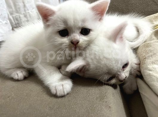 British Shorthair Beyaz Yavru Kedi Ve Özel Renk Yavru Kedi görsel