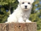 Orji̇nal Maltese Terri̇er Bebekler