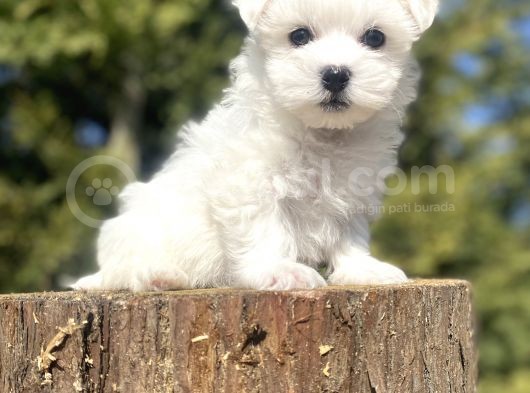 Orji̇nal Maltese Terri̇er Bebekler