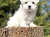Orji̇nal Maltese Terri̇er Bebekler