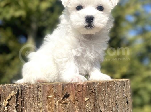 Orji̇nal Maltese Terri̇er Bebekler görsel