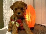 Toypoodle Dişi Yavrularımız