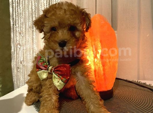 Toypoodle Dişi Yavrularımız görsel