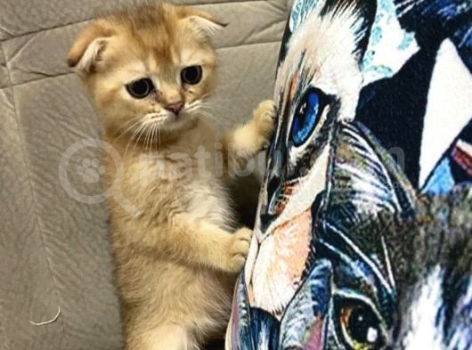 Orjinal Fold Bebekler Teslime Hazır görsel