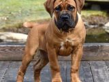 Boerboel Yavru