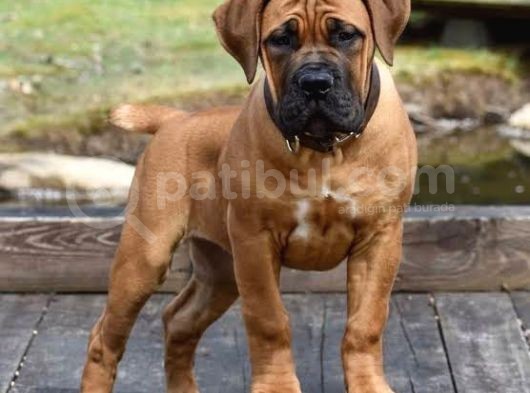 Boerboel Yavru görsel