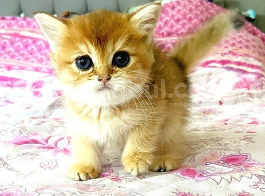 Orjınal Golden British Bebekler görsel