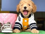 Toy Poodle Dişi