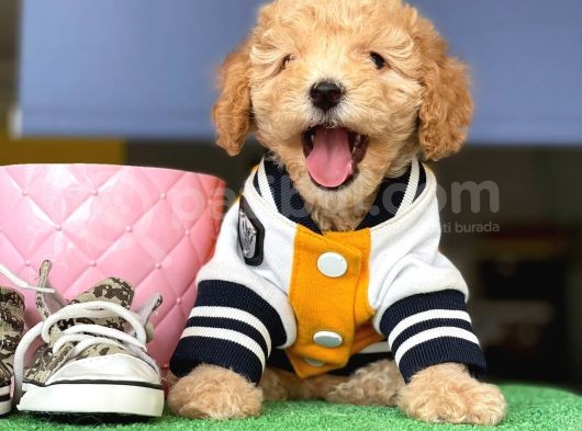 Toy Poodle Dişi