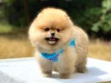 Pomeranian Boo Teddy Face Erkek Yavrularımız