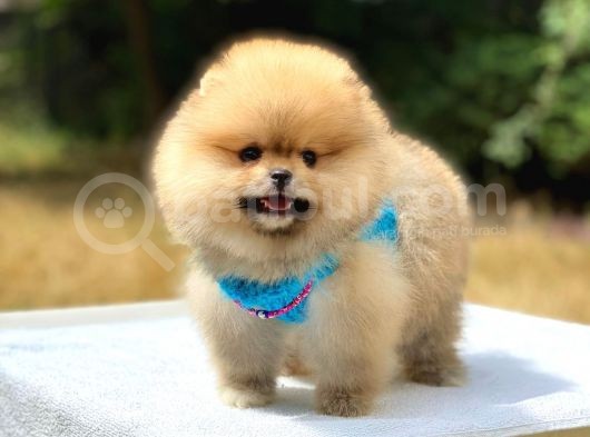 Pomeranian Boo Teddy Face Erkek Yavrularımız görsel