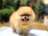 Pomeranian Boo Teddy Face Erkek Yavrularımız