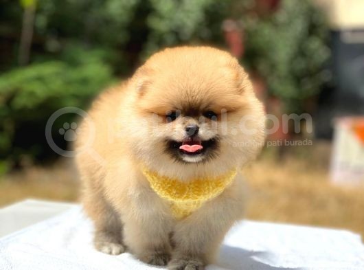 Pomeranian Boo Teddy Face Erkek Yavrularımız görsel
