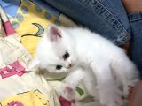 British Shorthair Beyaz Yavru Kedi Ve Özel Renk Yavru Kedi