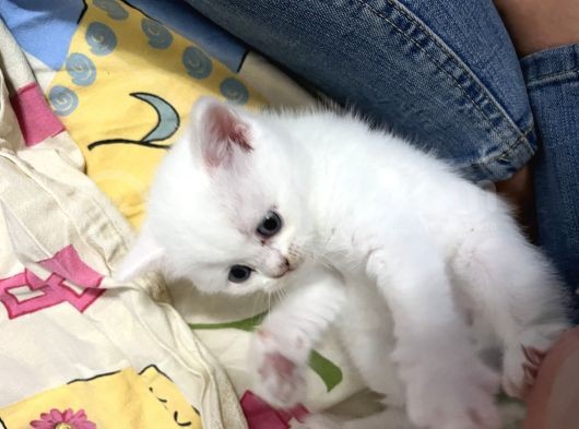 British Shorthair Beyaz Yavru Kedi Ve Özel Renk Yavru Kedi
