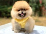 Pomeranian Boo Teddy Face Erkek Yavrularımız