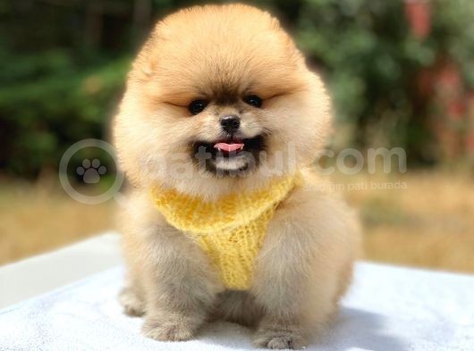 Pomeranian Boo Teddy Face Erkek Yavrularımız