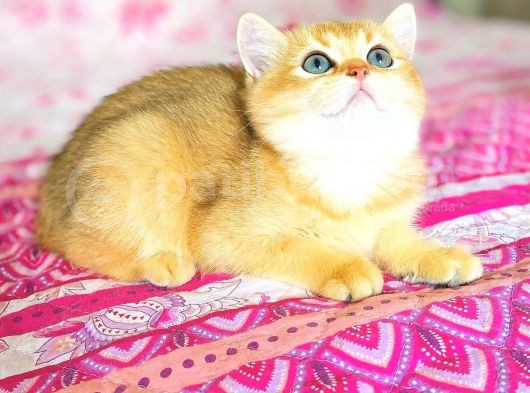 Orjınal Golden British Bebekler görsel