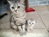 Scotish Fold Silver Tabby Yavrular Yuvasını Arıyor