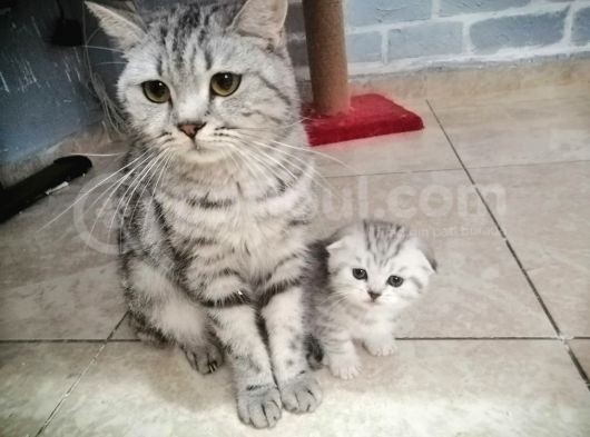 Scotish Fold Silver Tabby Yavrular Yuvasını Arıyor görsel