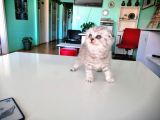 Scotish Fold Silver Tabby Yavrular Yuvasını Arıyor