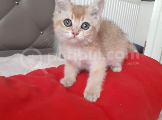 3 Aylık Golden Erkek Anne Ve Baba Secereli görsel