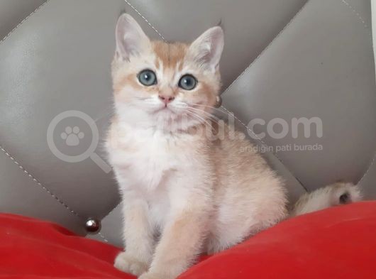 3 Aylık Golden Erkek Anne Ve Baba Secereli