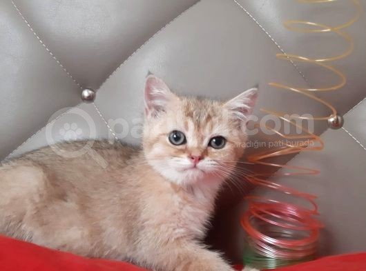 3 Aylık Golden Dişi Anne Ve Baba Secereli