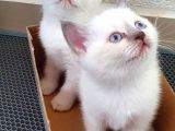 British Shorthair Nadir Renk Mavi Gözlü