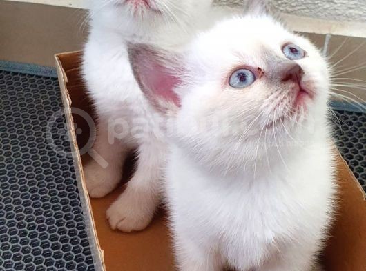 British Shorthair Nadir Renk Mavi Gözlü görsel