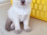 British Shorthair Nadir Renk Mavi Gözlü