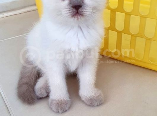 British Shorthair Nadir Renk Mavi Gözlü görsel