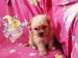 Malti̇po Ci̇nsi̇