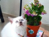 British Shorthair Nadir Renk Mavi Gözlü