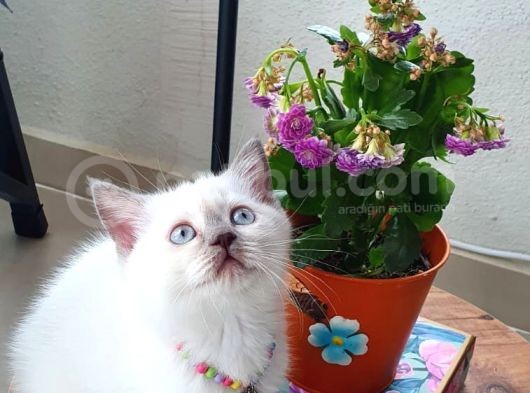 British Shorthair Nadir Renk Mavi Gözlü görsel