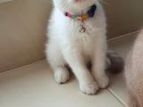 British Shorthair Nadir Renk Mavi Gözlü