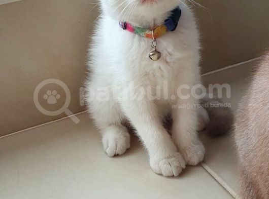 British Shorthair Nadir Renk Mavi Gözlü