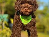 Çikolata Renkli Erkek Toy Poodle