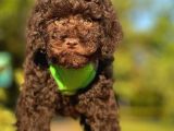 Çikolata Renkli Erkek Toy Poodle