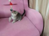 Çok Tatli Ve Masum Oyuncu Kedicik