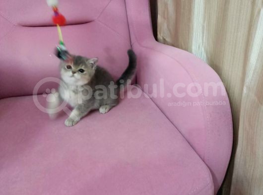 Çok Tatli Ve Masum Oyuncu Kedicik görsel