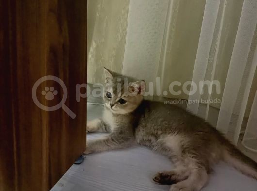 Çok Tatli Ve Masum Oyuncu Kedicik görsel